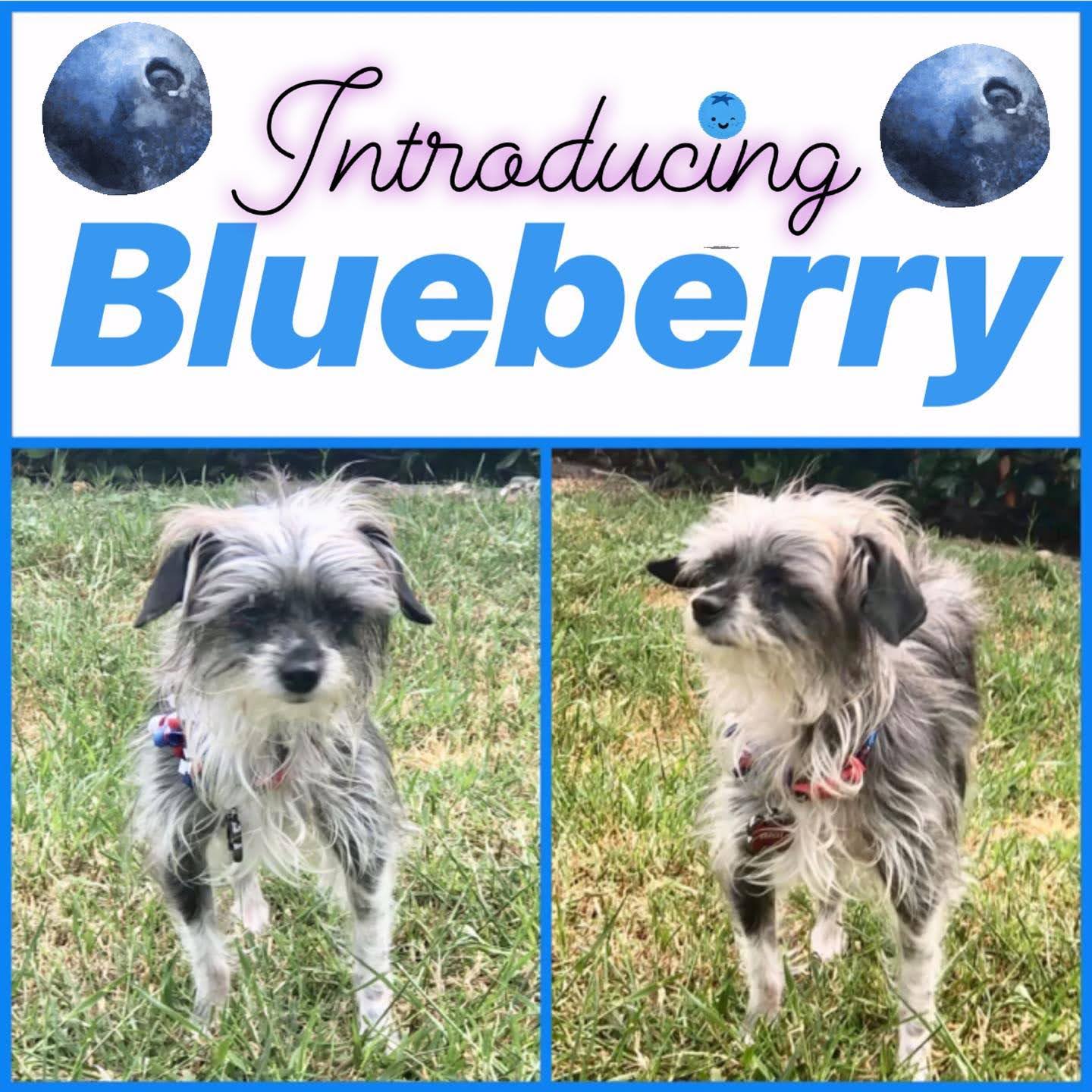The One and Only Blueberry!