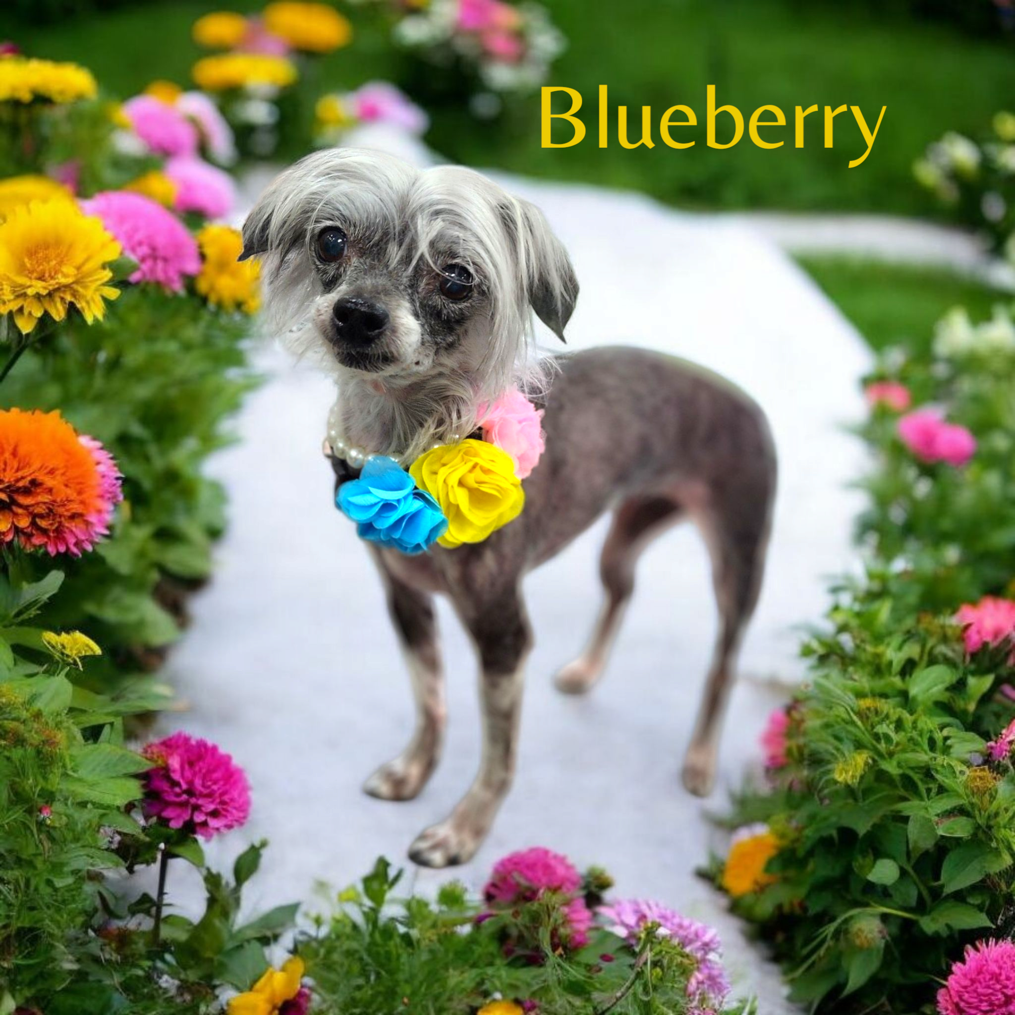 The One and Only Blueberry!