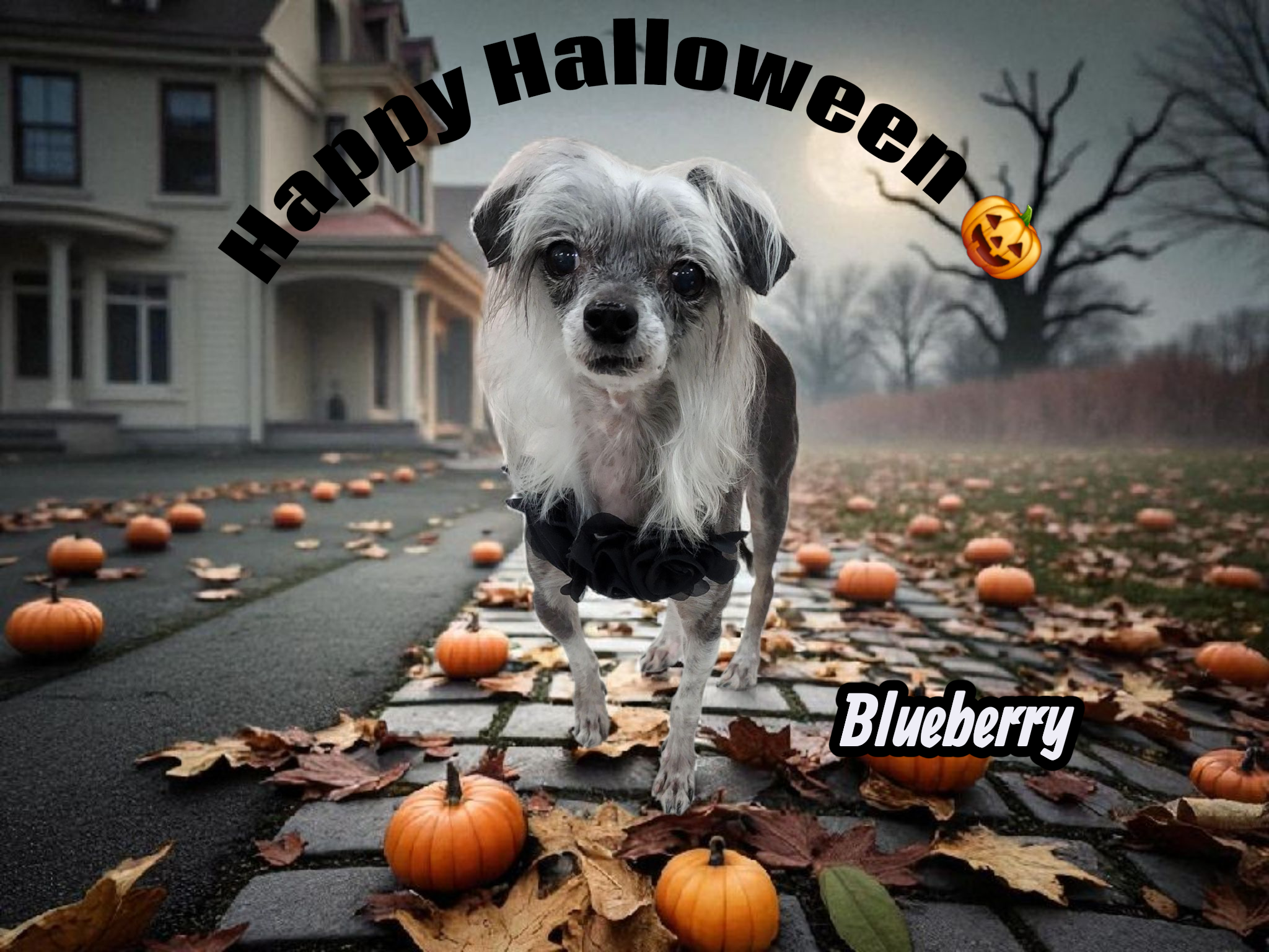 The One and Only Blueberry!